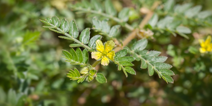 Tribulus Terrestris Testo Booster